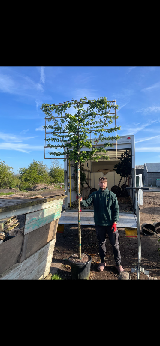 Hornbeam - Pleached - 180-200cm clear stem