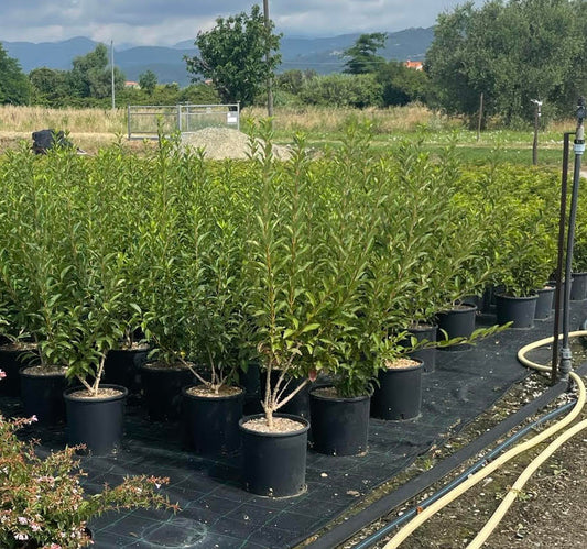 Forsythia - Shrub/hedging