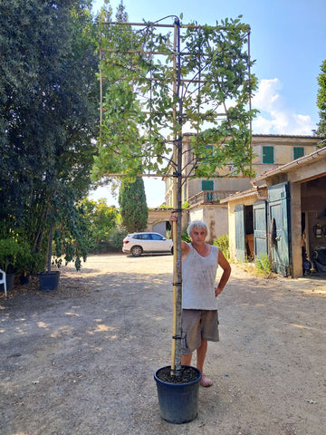 Hornbeam Trees for Sale | H&C's Quality Hornbeam Collection - H&C's Trees