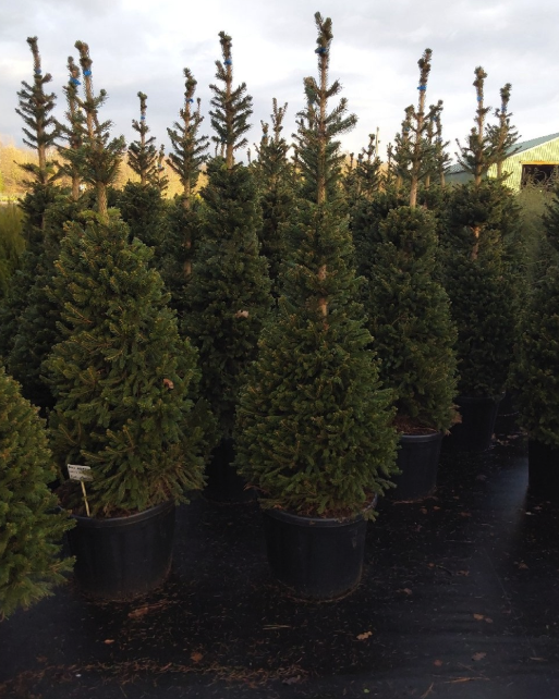 Picea abies ‘Will’s Zwerg’