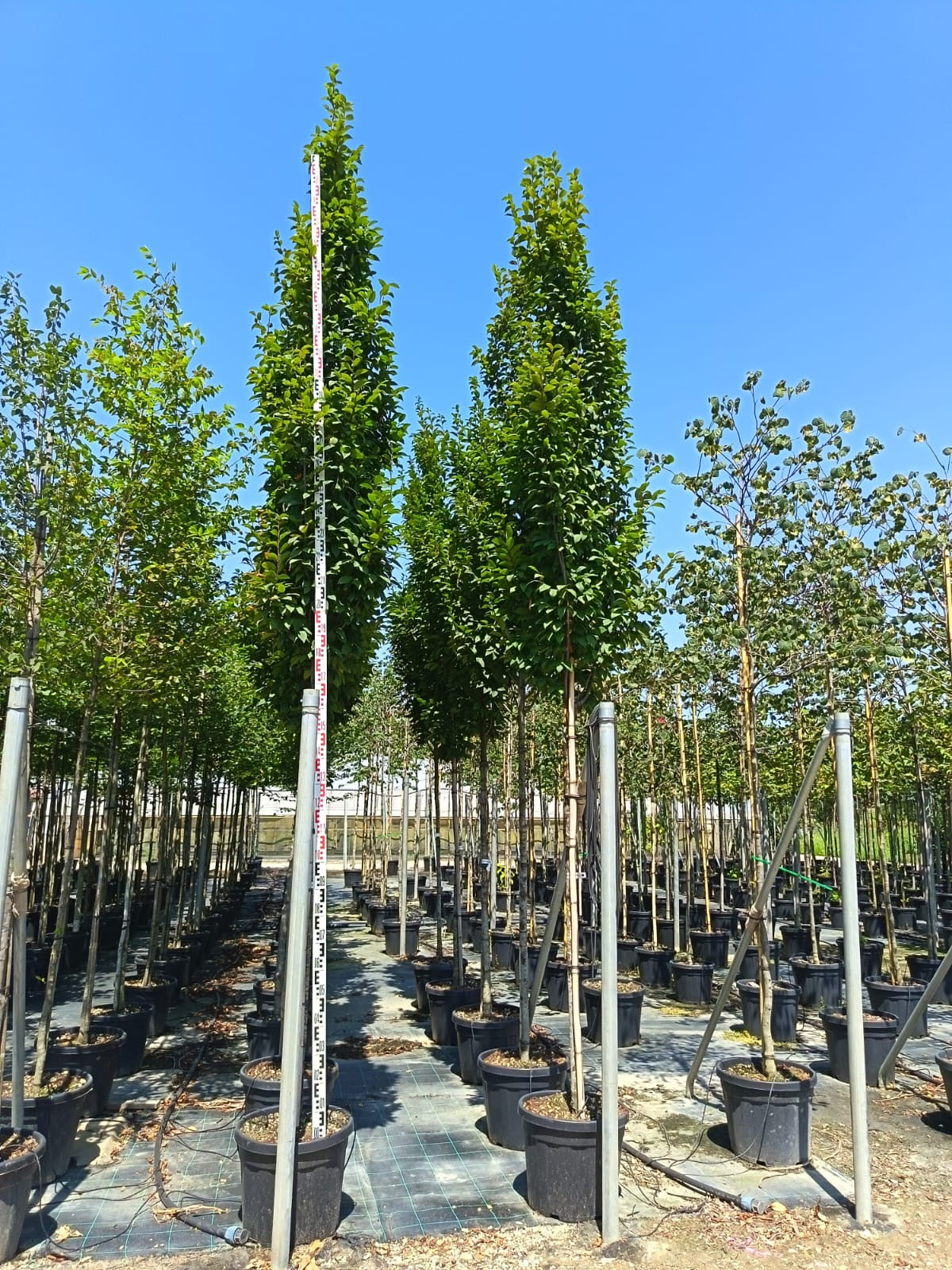 Carpinus betulus ‘Fastigiata’ - full standard (180-200cm clear stem)