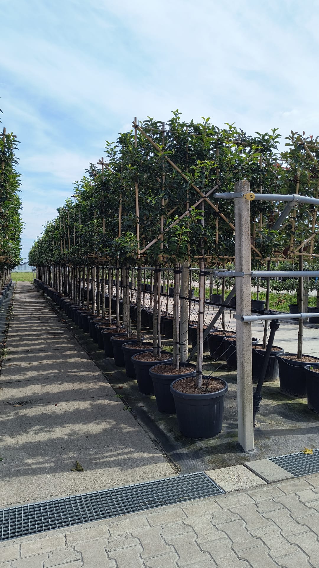 Prunus lusitanica (Portuguese Laurel)- Pleached (150-160cm clear stem)