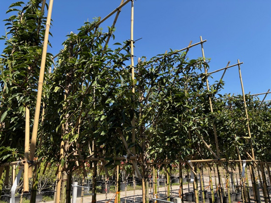 Prunus lusitanica (Portuguese Laurel) -  full standard (180-190cm clear stem) Pleached