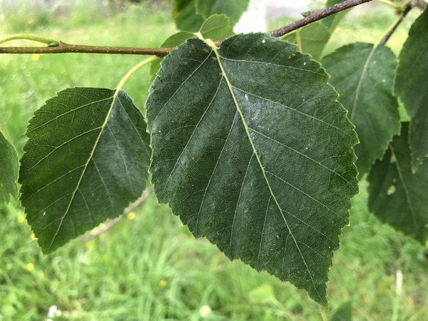 Betula utilis (Himalayan Birch) - full standard - Feathered - CONTAINER GROWN