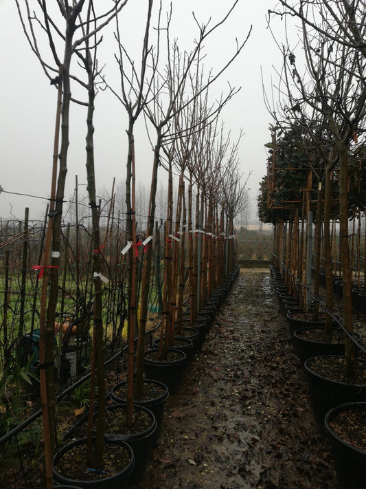 Common Fig (Ficus Carica) - Full standard (180-200cm clear stem)