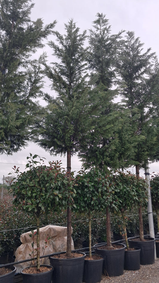 Cupressus Leylandii - FULL STANDARD (200-220cm clear stem)