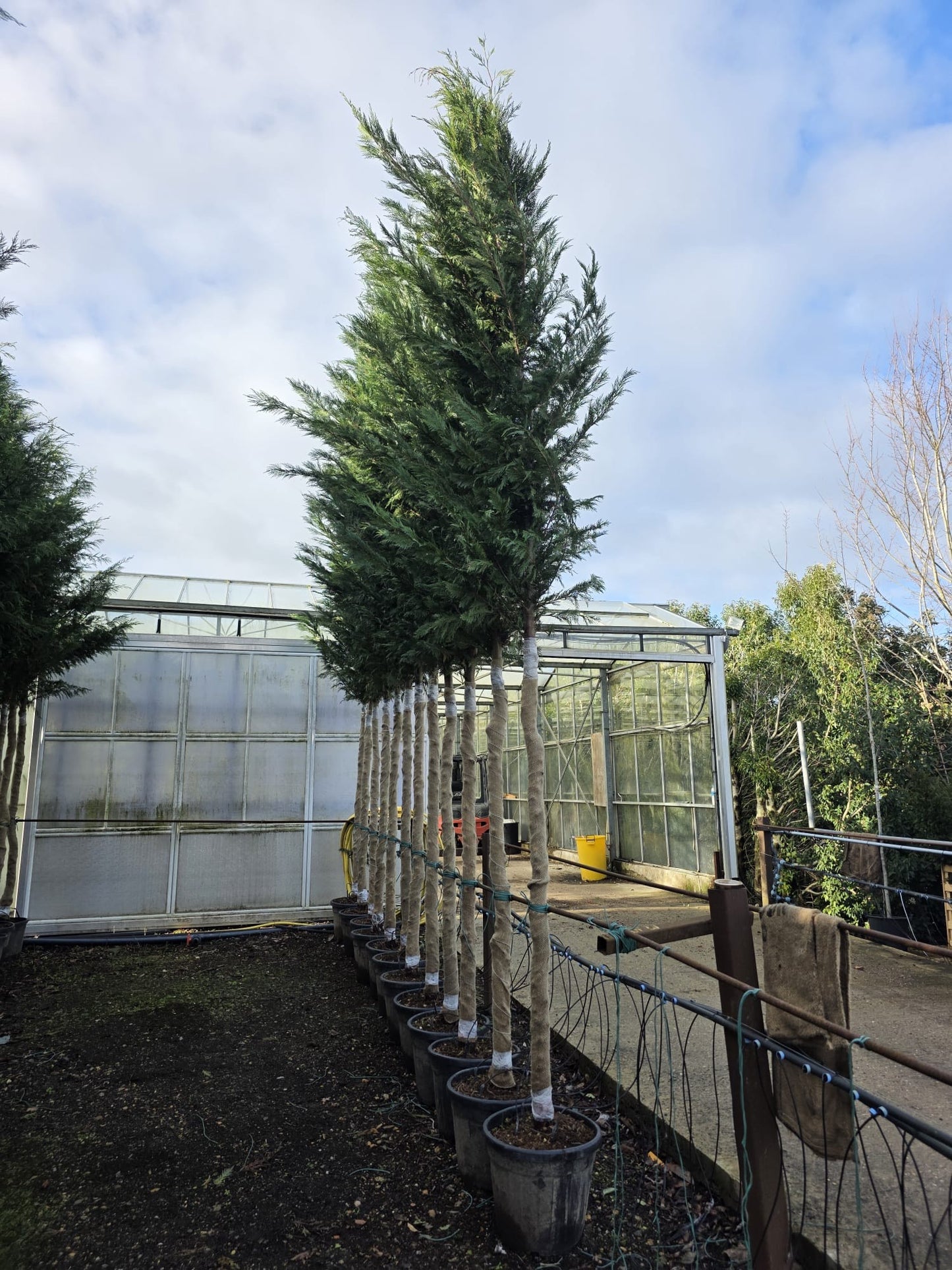 Cupressus Leylandii - FULL STANDARD (200-220cm clear stem)