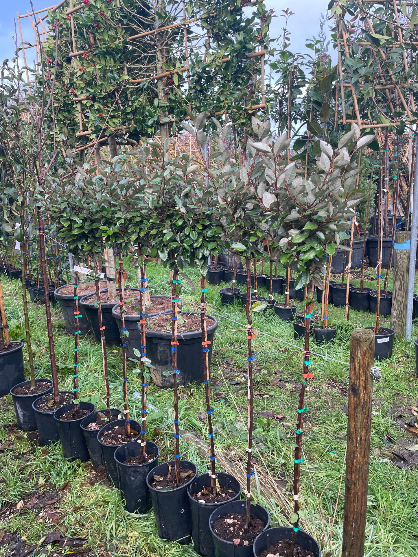 Eleagnus x ebbingei (Silverberry) 1/2 Standard Trees (90-110cm clear stem)