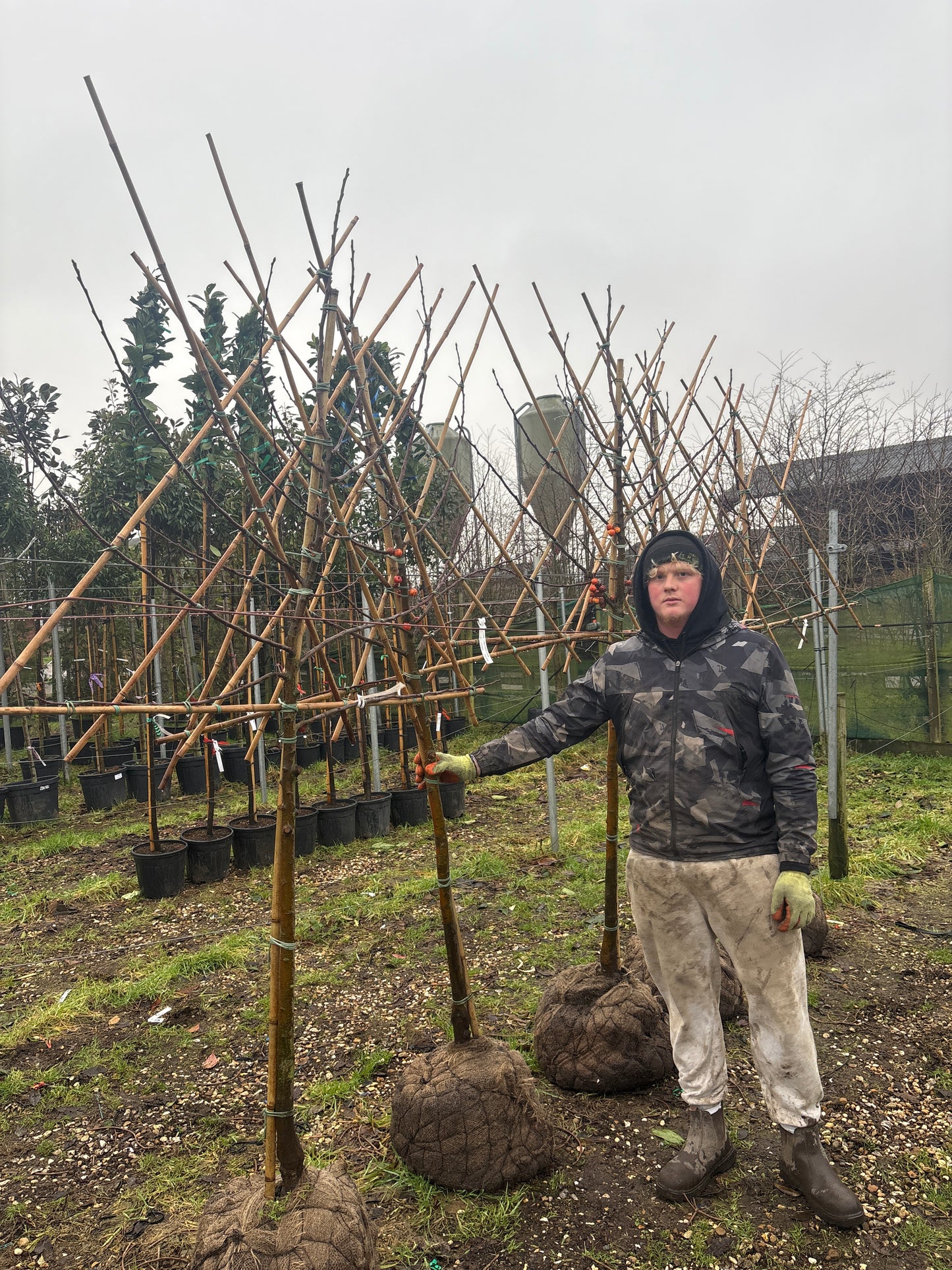 Pleached Malus domestica ‘Evereste’