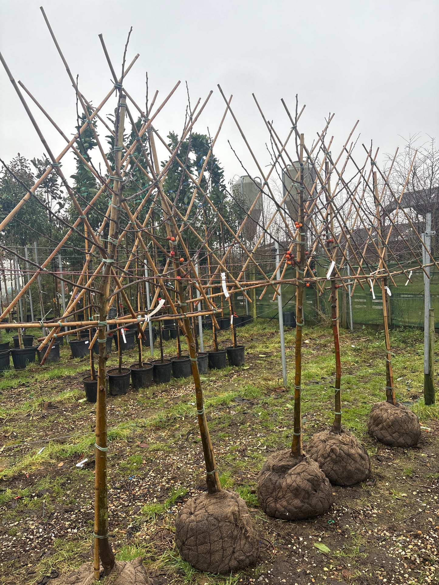 Pleached Malus domestica ‘Evereste’