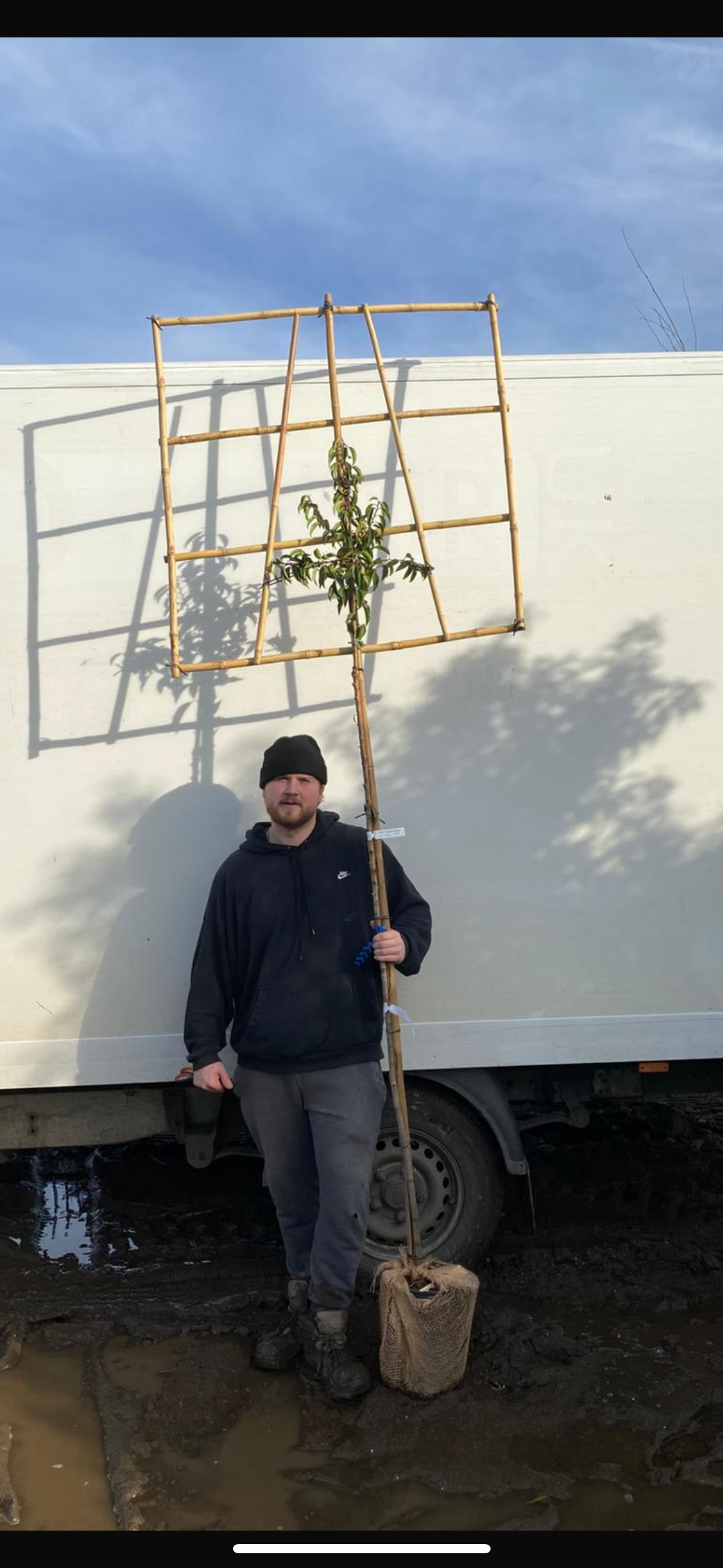 Pleached Prunus lusitanica (Portuguese Laurel) -  Full Standard (180-190cm clear stem)