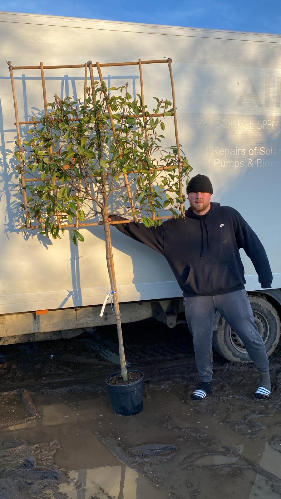 Red Robin - Pleached 120cm clear stem