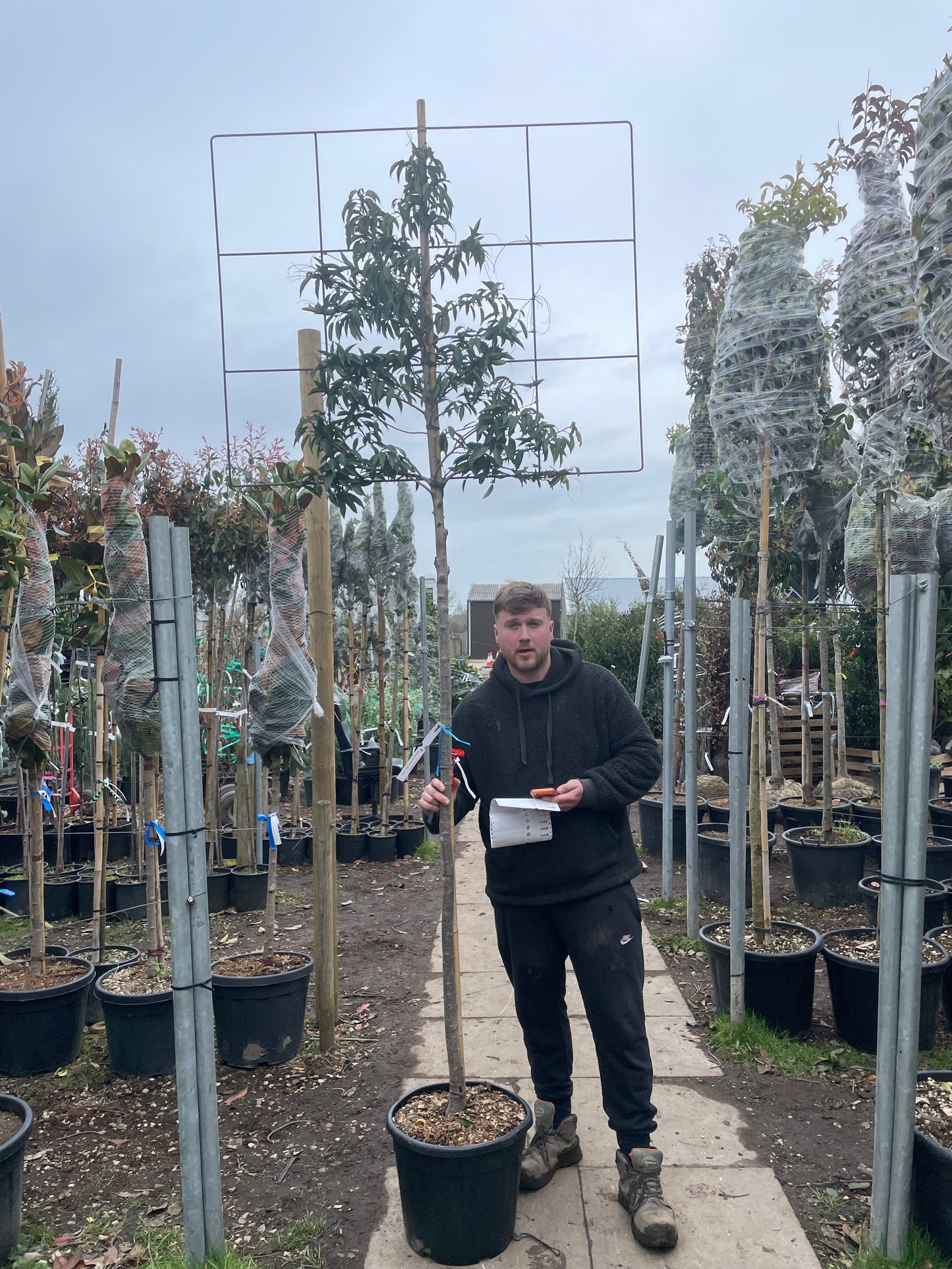 Pleached Prunus lusitanica (Portuguese Laurel) -  Full Standard (180-190cm clear stem)