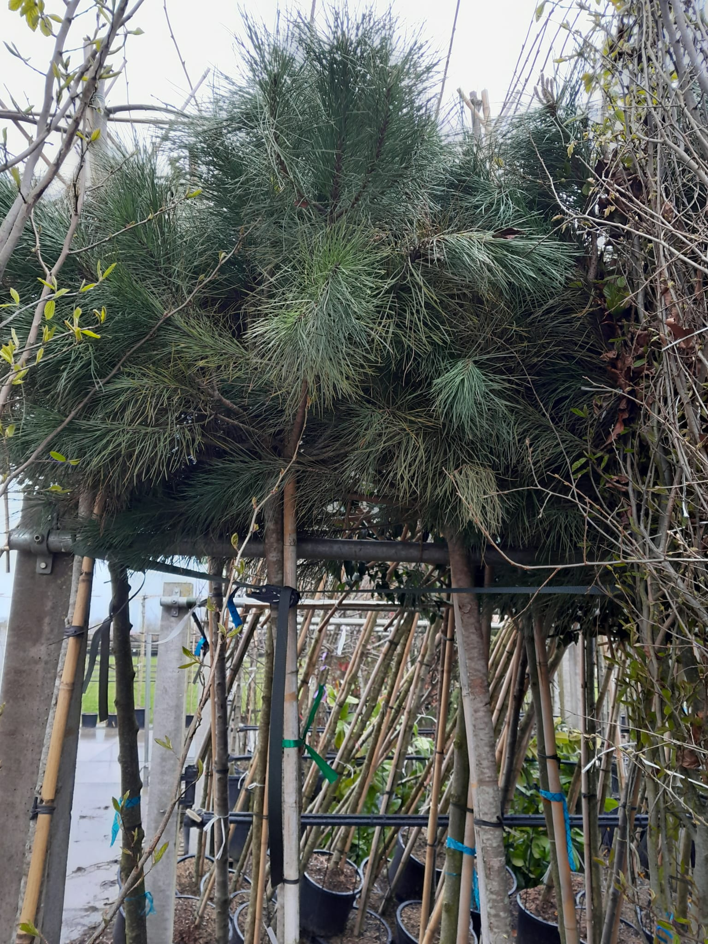 Pinus pinea “Stone Pine”