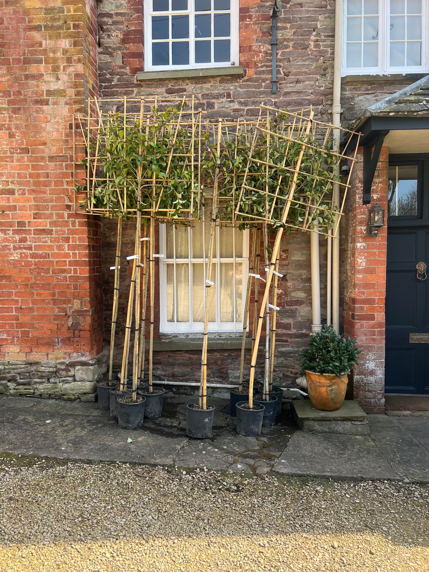 Ligustrum japonica “Japanese Privet” - Pleached (180-190cm clear stem)