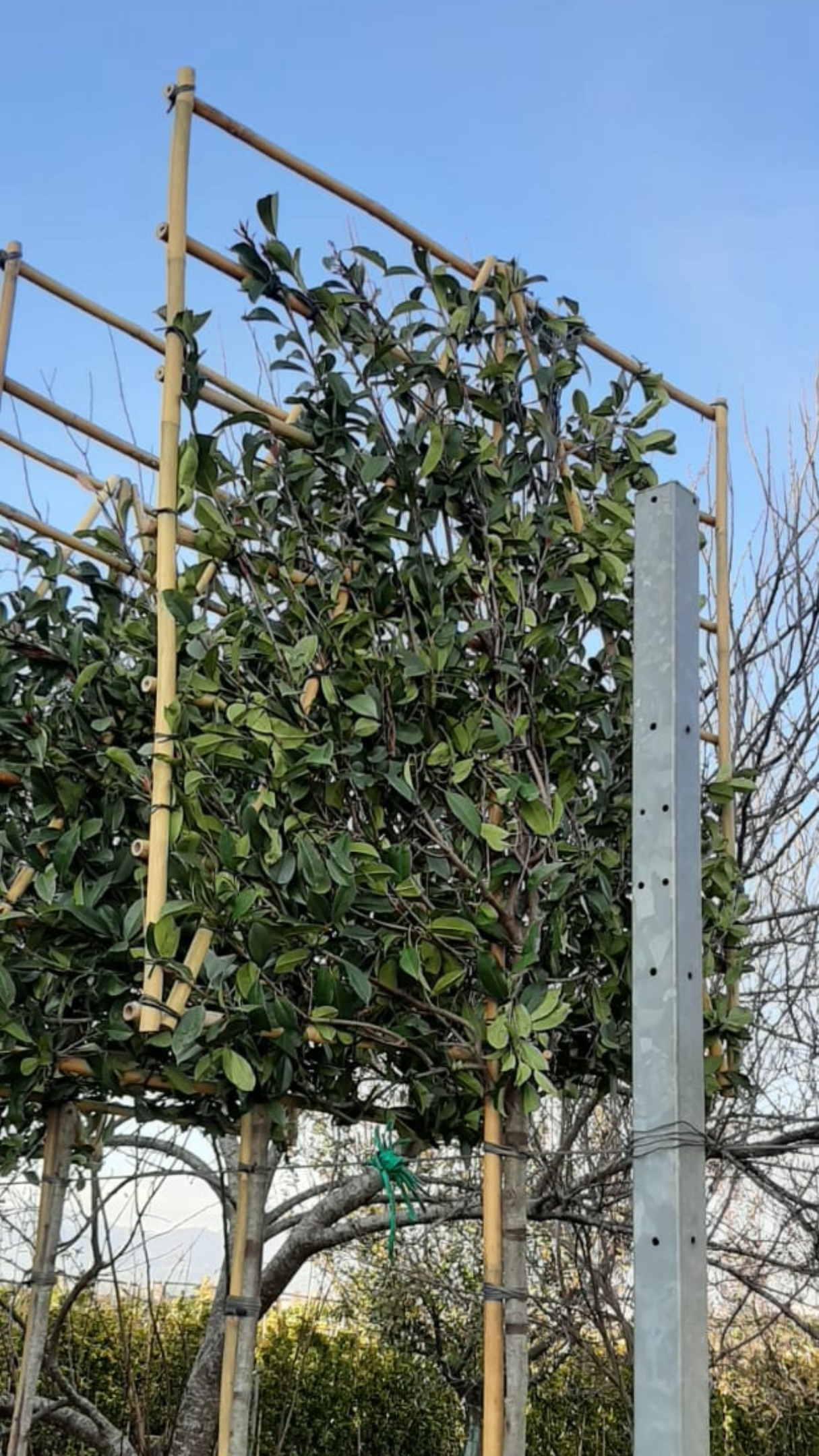 Red Robin - Pleached (180-200cm clear stem)