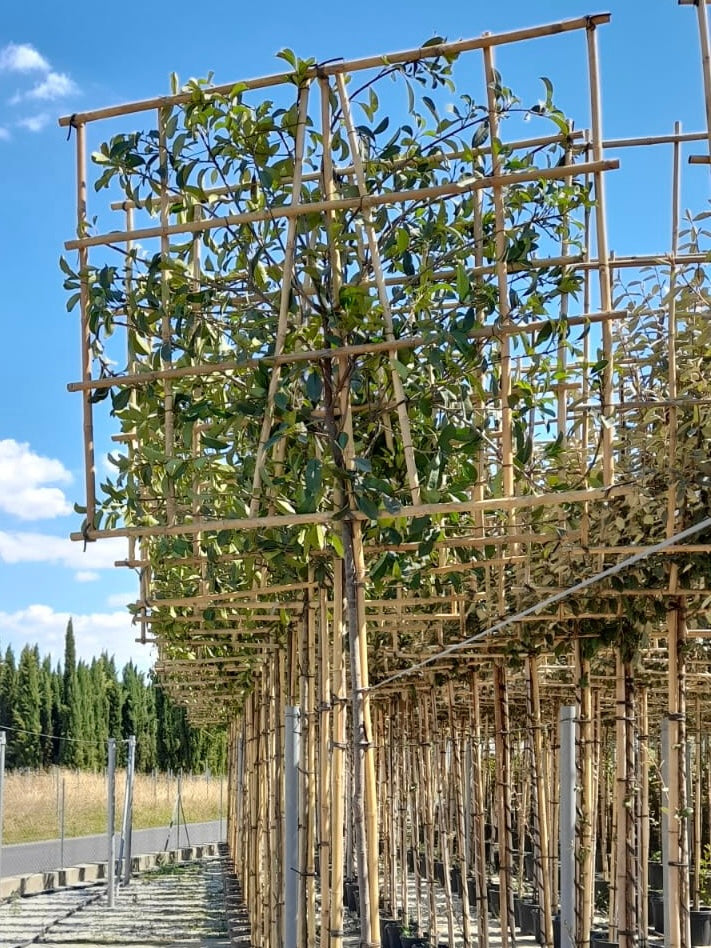 Red Robin - Pleached (140-160cm clear stem)