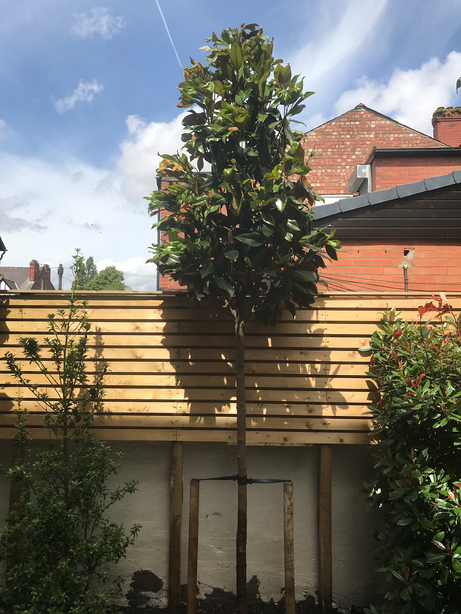 Magnolia Grandiflora - Standard Trees (180-200cm clear stem)