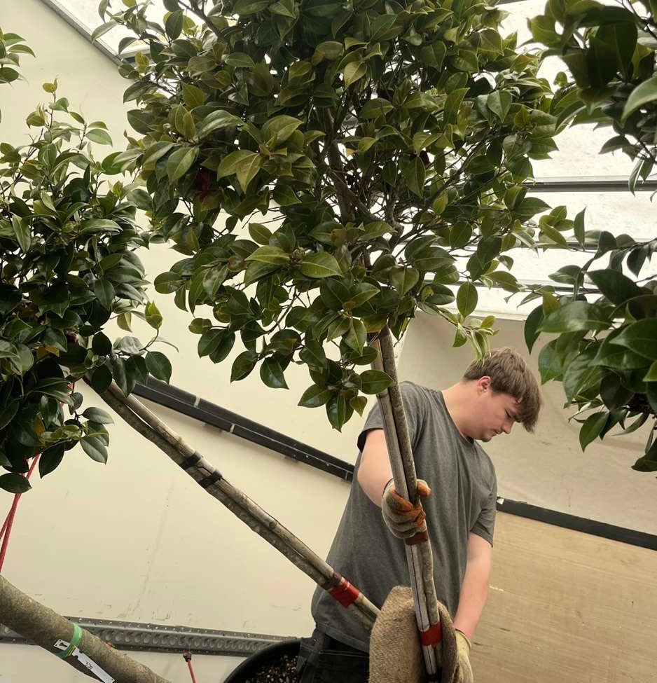 About Us Order Trees Online Tree Suppliers Tree Planting H&C's Trees