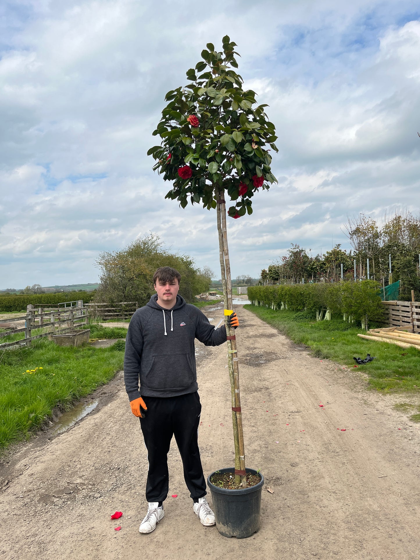 Cameillia japonica 'Gran sultano' - Standard trees (180-200cm clear stem)
