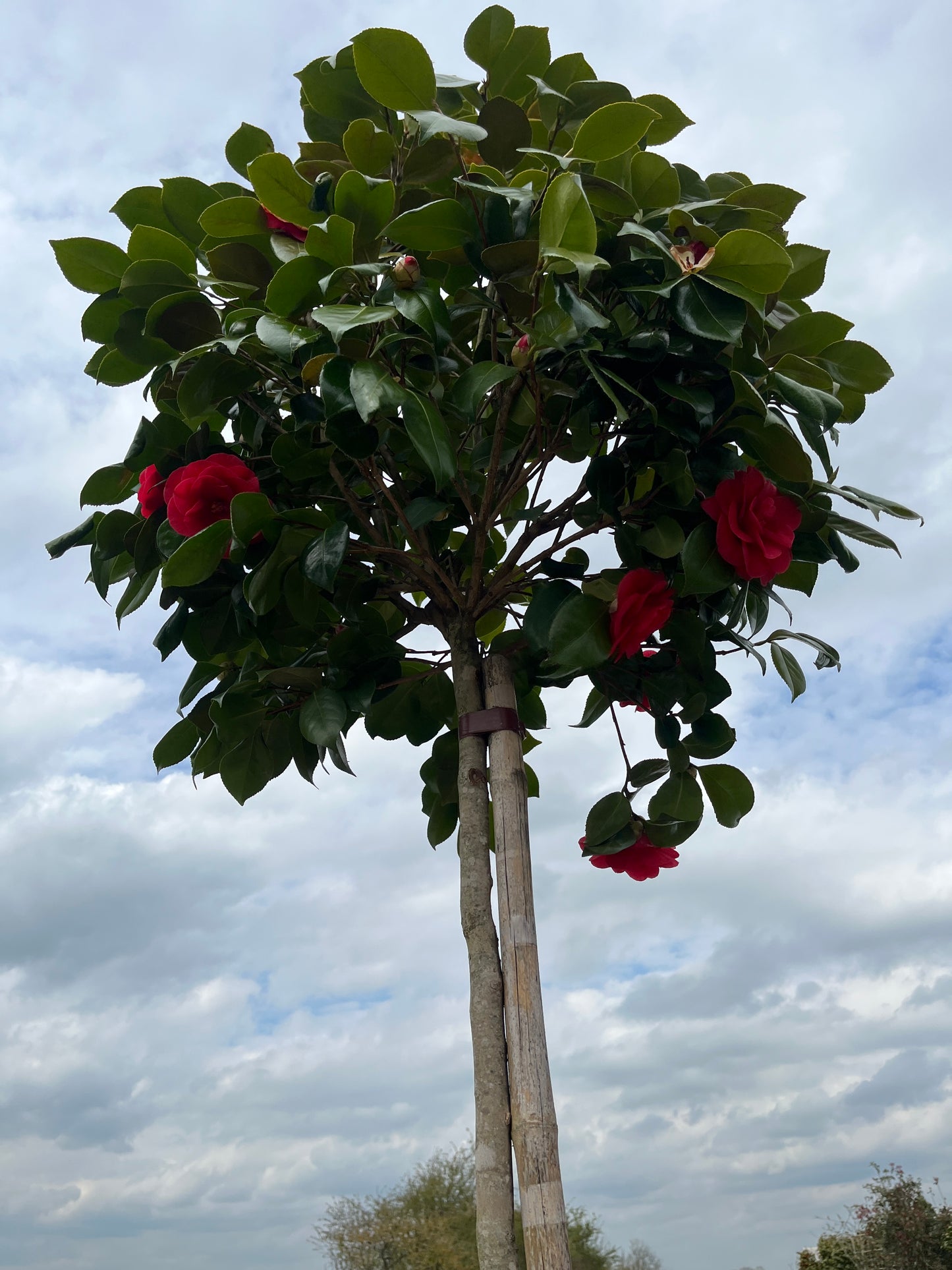 Camellia japonica 'Te deum' 3/4 standard trees (140-160cm clear stem)