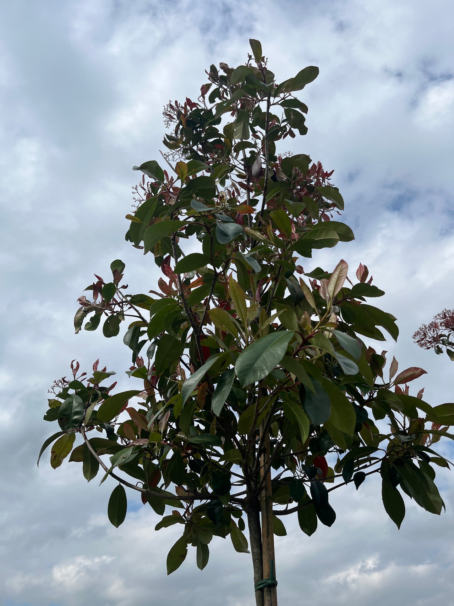Red Robin - Standard Trees (180-200cm clear stem)