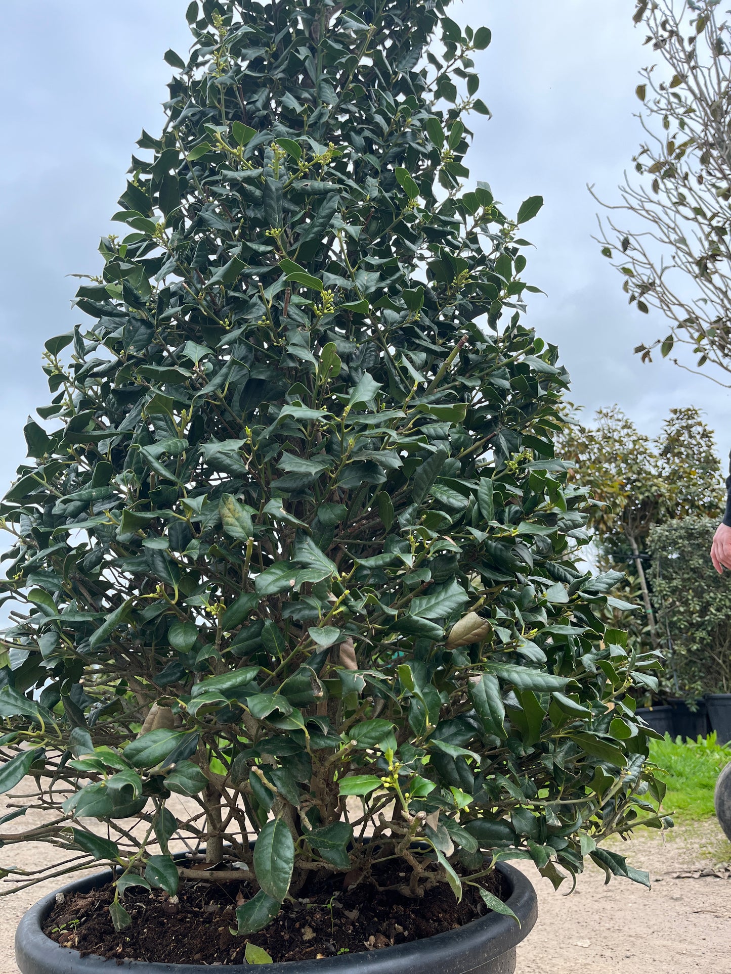 Ilex Nellie R Stevens - Cones
