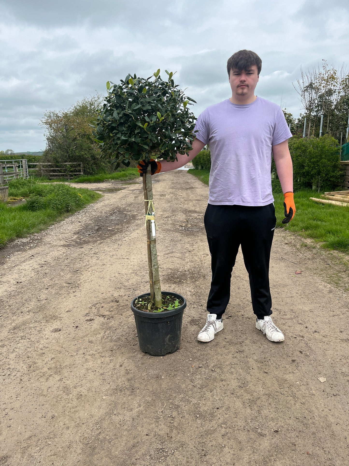 Ilex - Nellie R Stevens - 1/2 Standard Tree