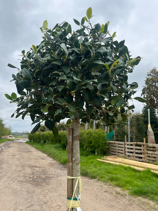 Ilex - Nellie R Stevens - 1/2 Standard Tree