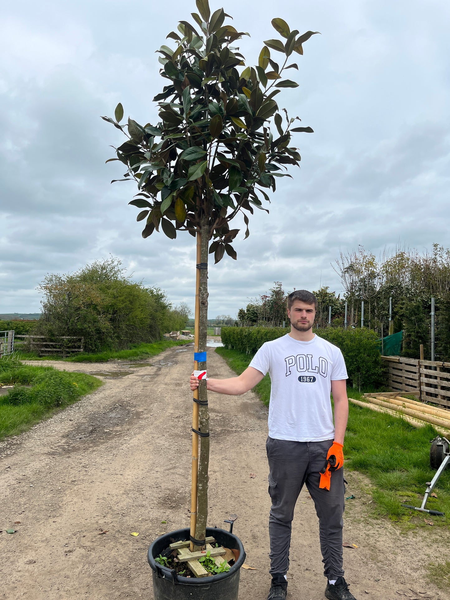 Magnolia Grandiflora - Standard Trees (180-200cm clear stem)