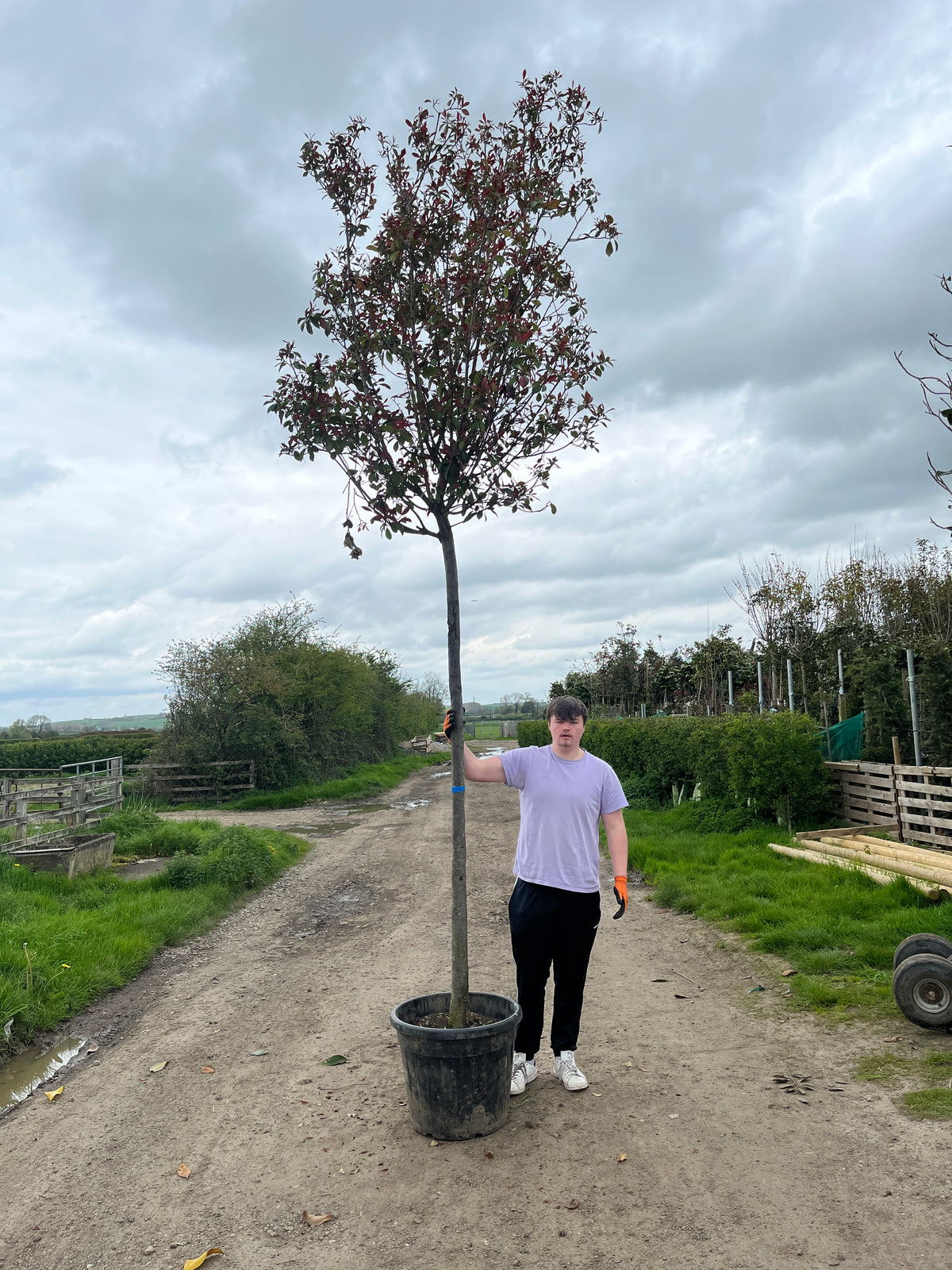 Pink Robbins Red Robin - Standard Trees (180-200cm clear stem) – H&C's Trees