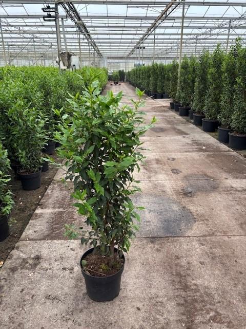 Prunus lusitanica (Portuguese Laurel) - Hedging