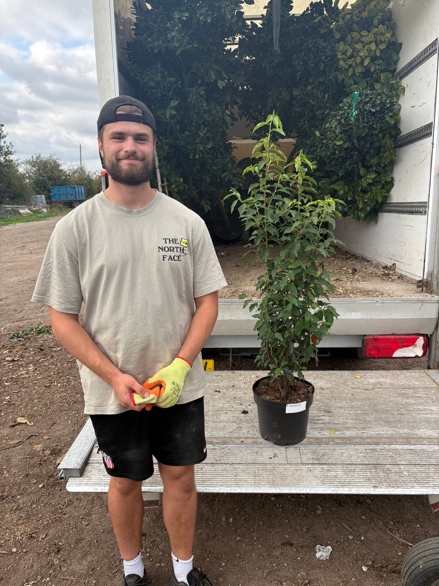 Prunus lusitanica (Portuguese Laurel) - Hedging