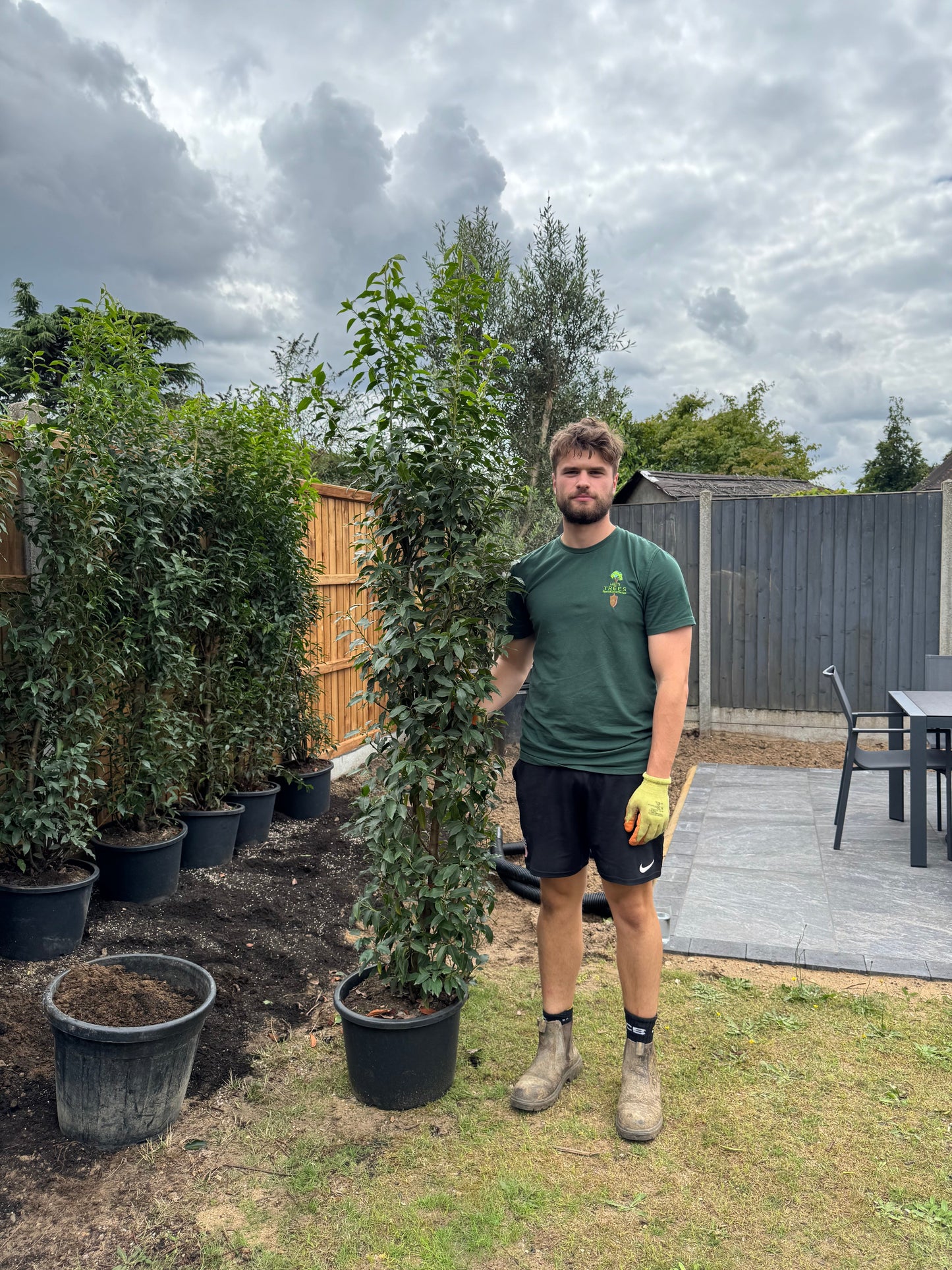 Prunus lusitanica (Portuguese Laurel) - Hedging