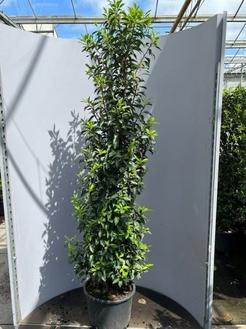 Prunus lusitanica (Portuguese Laurel) - Hedging