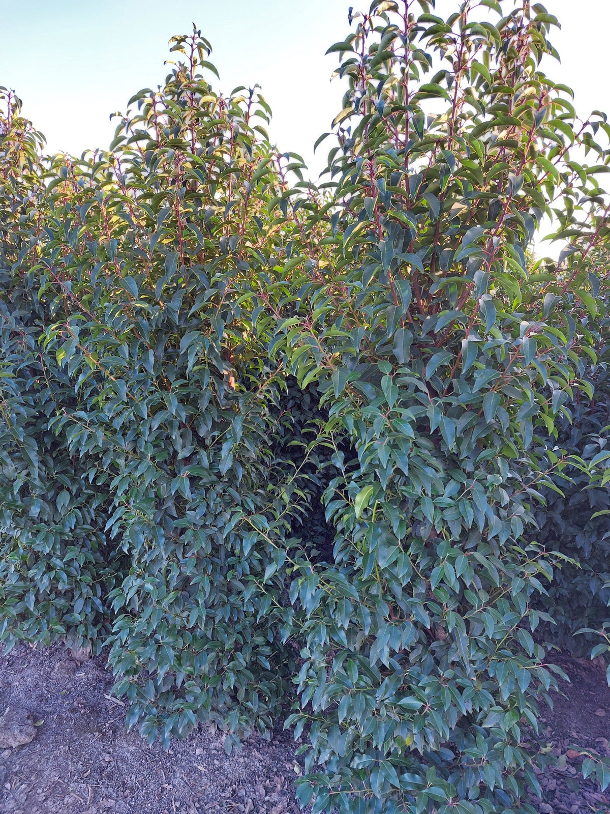 Prunus lusitanica (Portuguese Laurel) - Hedging