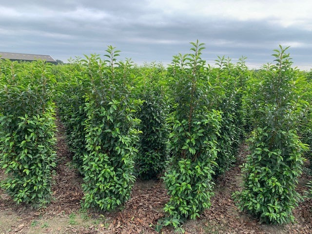 Prunus lusitanica (Portuguese Laurel) - Hedging