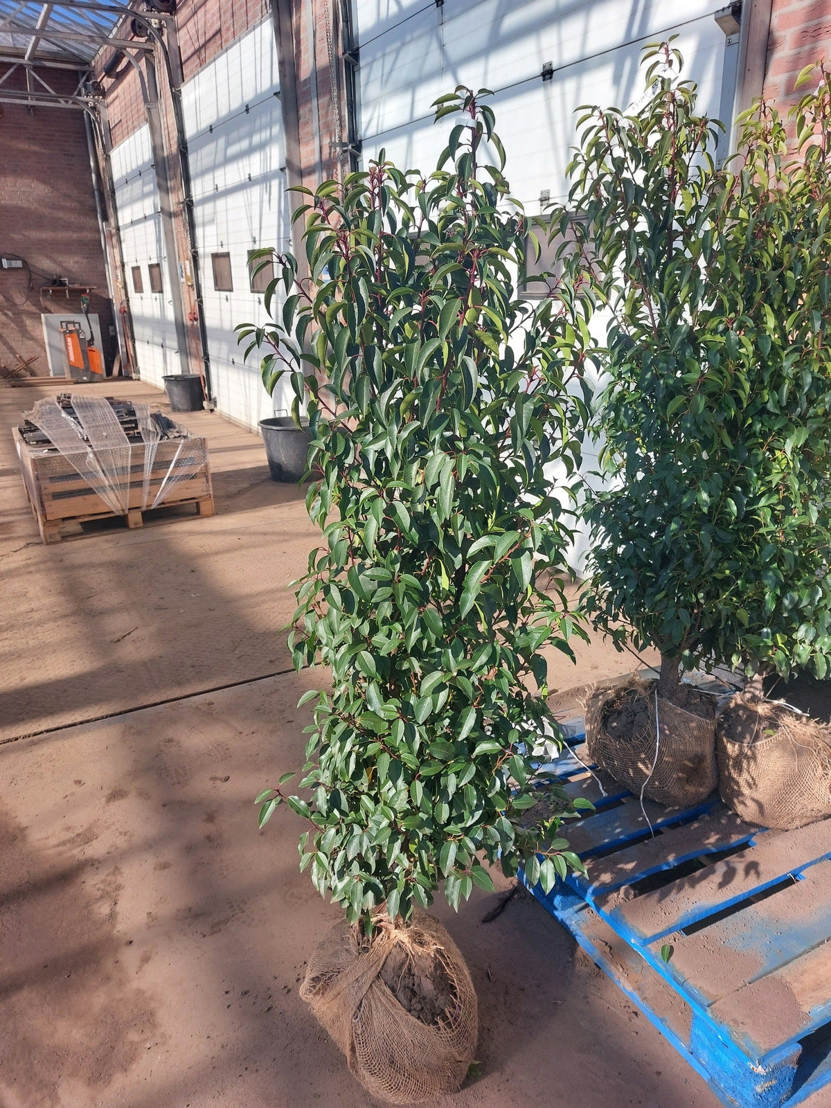 Prunus lusitanica (Portuguese Laurel) - Hedging