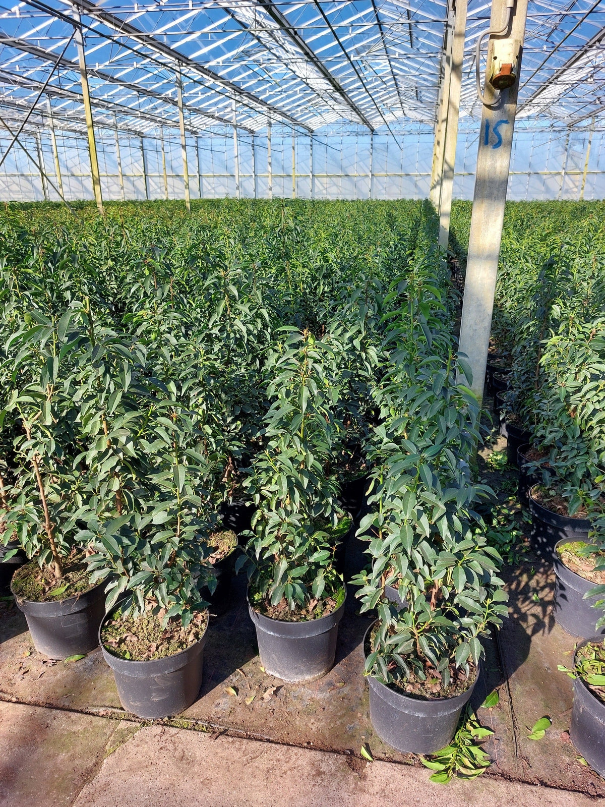 Prunus lusitanica (Portuguese Laurel) - Hedging