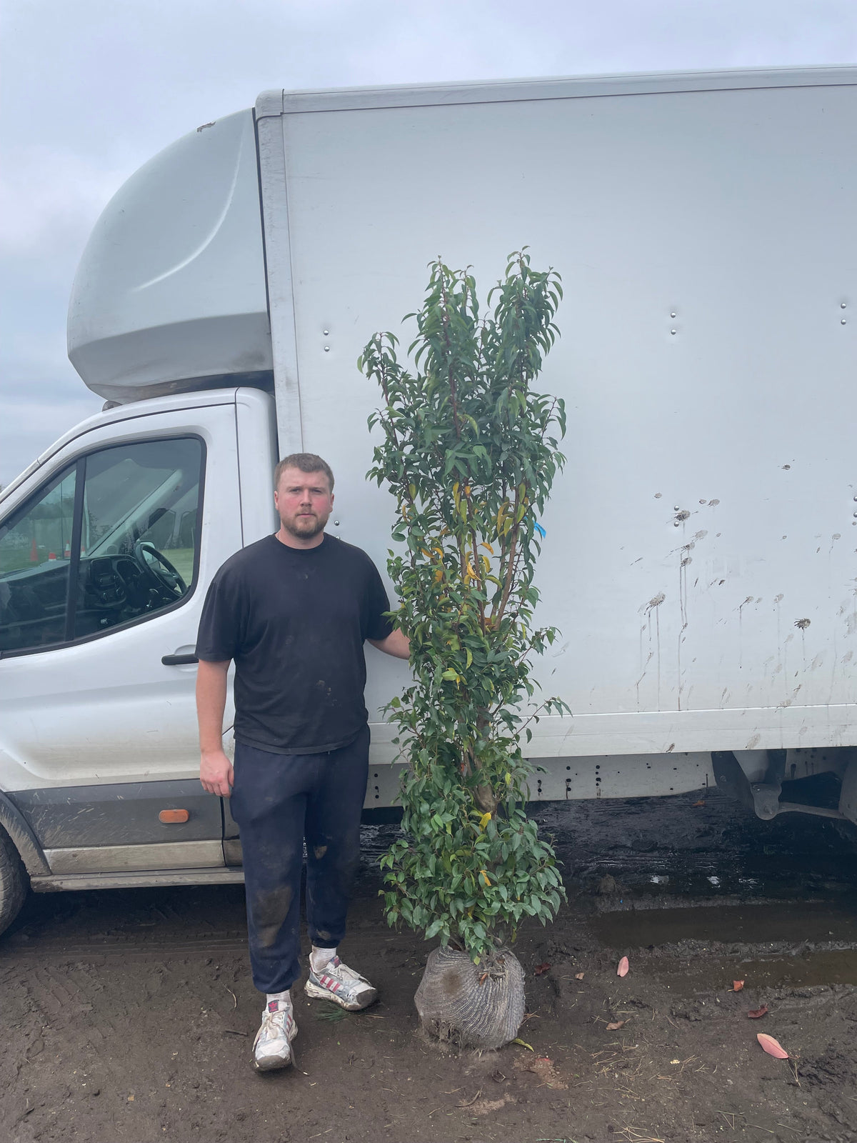 Prunus lusitanica (Portuguese Laurel) - Hedging