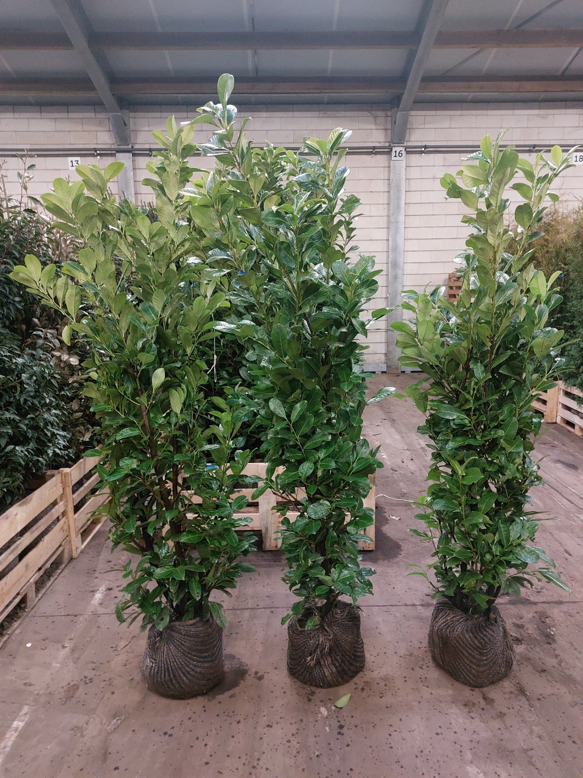 Prunus laurocerasus 'Rotundifolia' (English Cherry Laurel) -   Hedging
