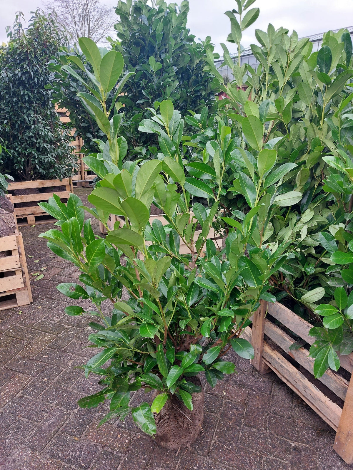 Prunus laurocerasus 'Rotundifolia' (English Cherry Laurel) -   Hedging