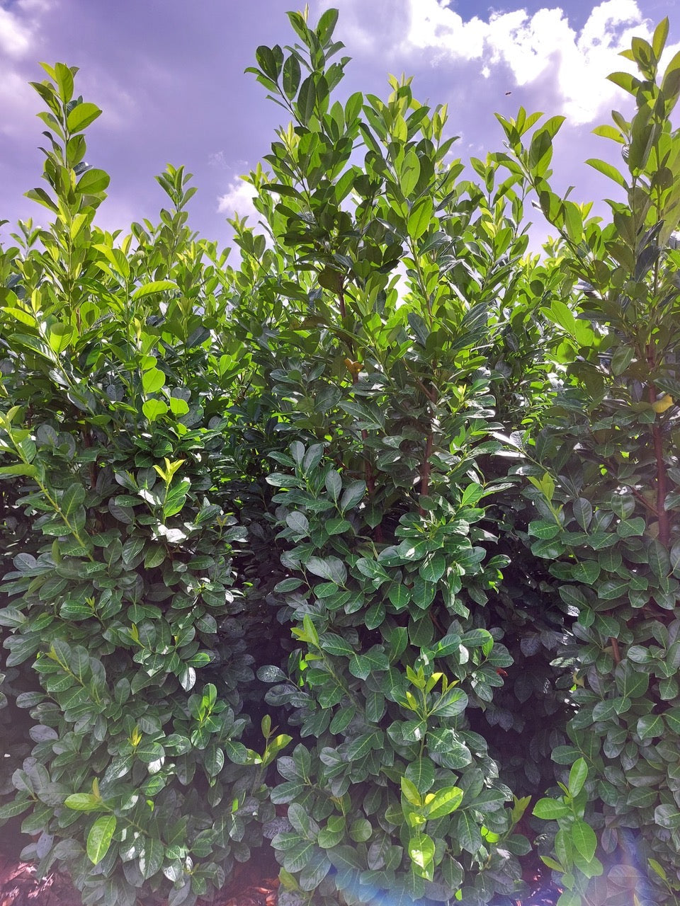 Prunus laurocerasus 'Rotundifolia' (English Cherry Laurel) -   Hedging
