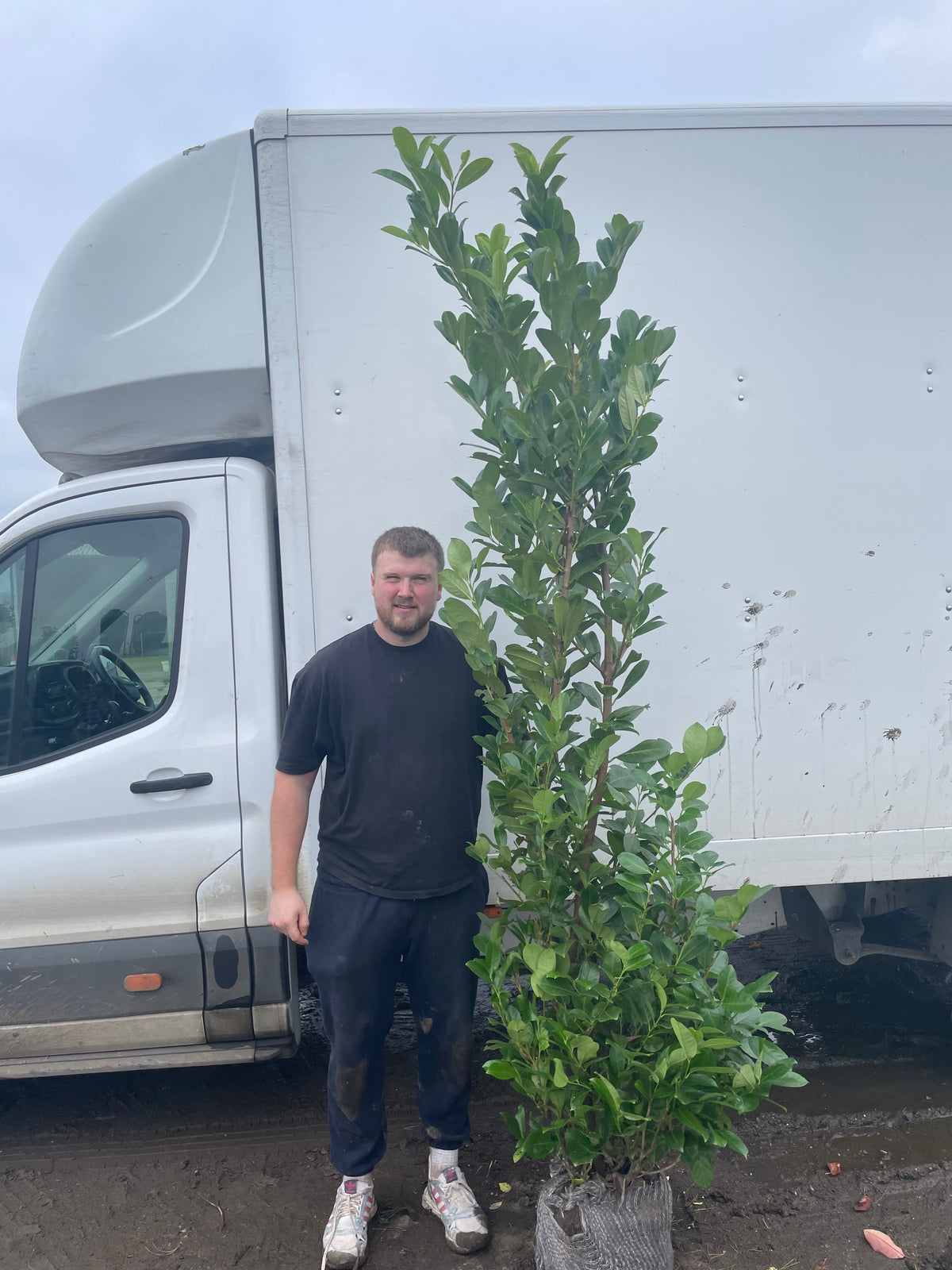 Prunus laurocerasus 'Rotundifolia' (English Cherry Laurel) -   Hedging