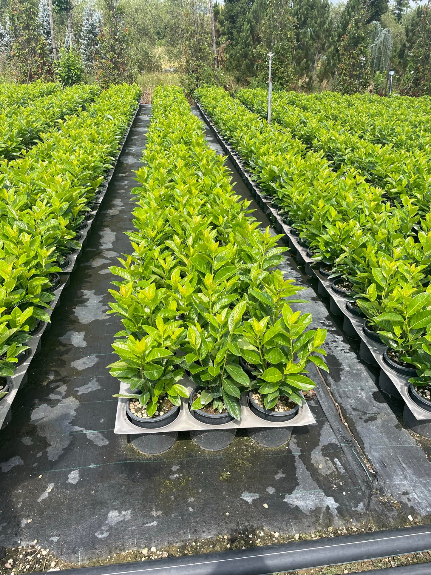 Prunus laurocerasus 'Rotundifolia' (English Cherry Laurel) -   Hedging