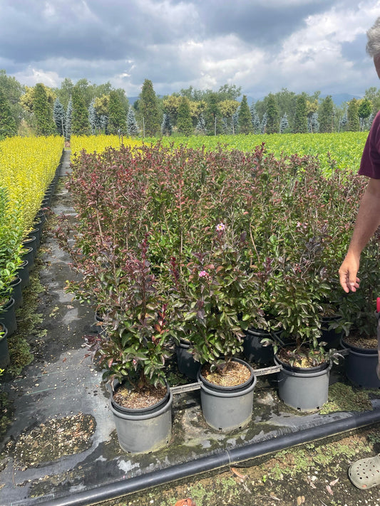 Ligustrum Rhapsody Pink - Hedging/shrubs