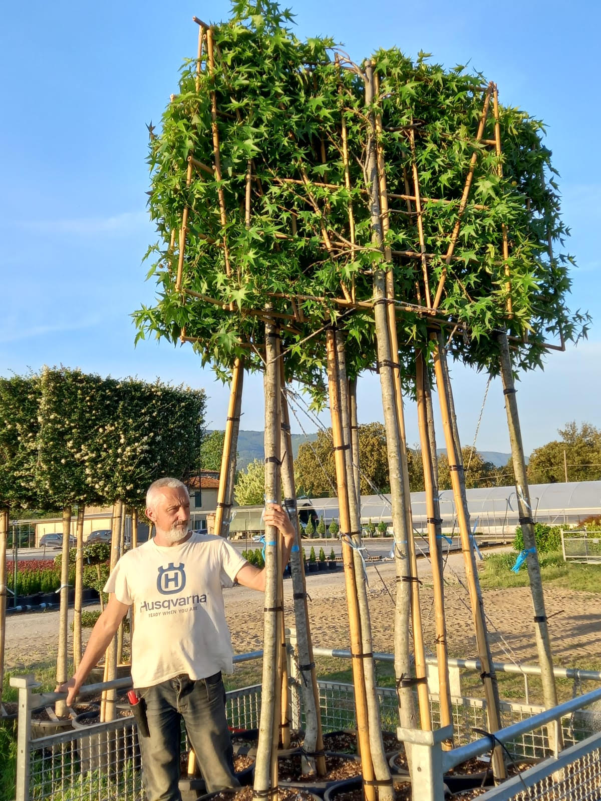 Liquidambar styraciflua - Pleached
