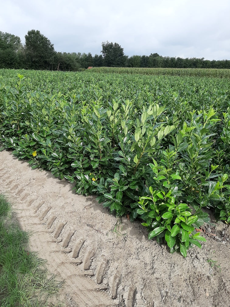 Prunus laurocerasus 'Rotundifolia' (English Cherry Laurel) - Hedging