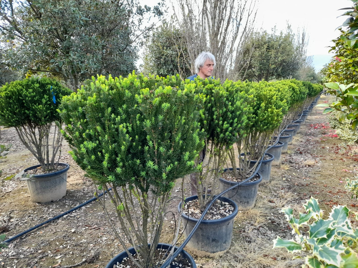 Taxus x media Hilli