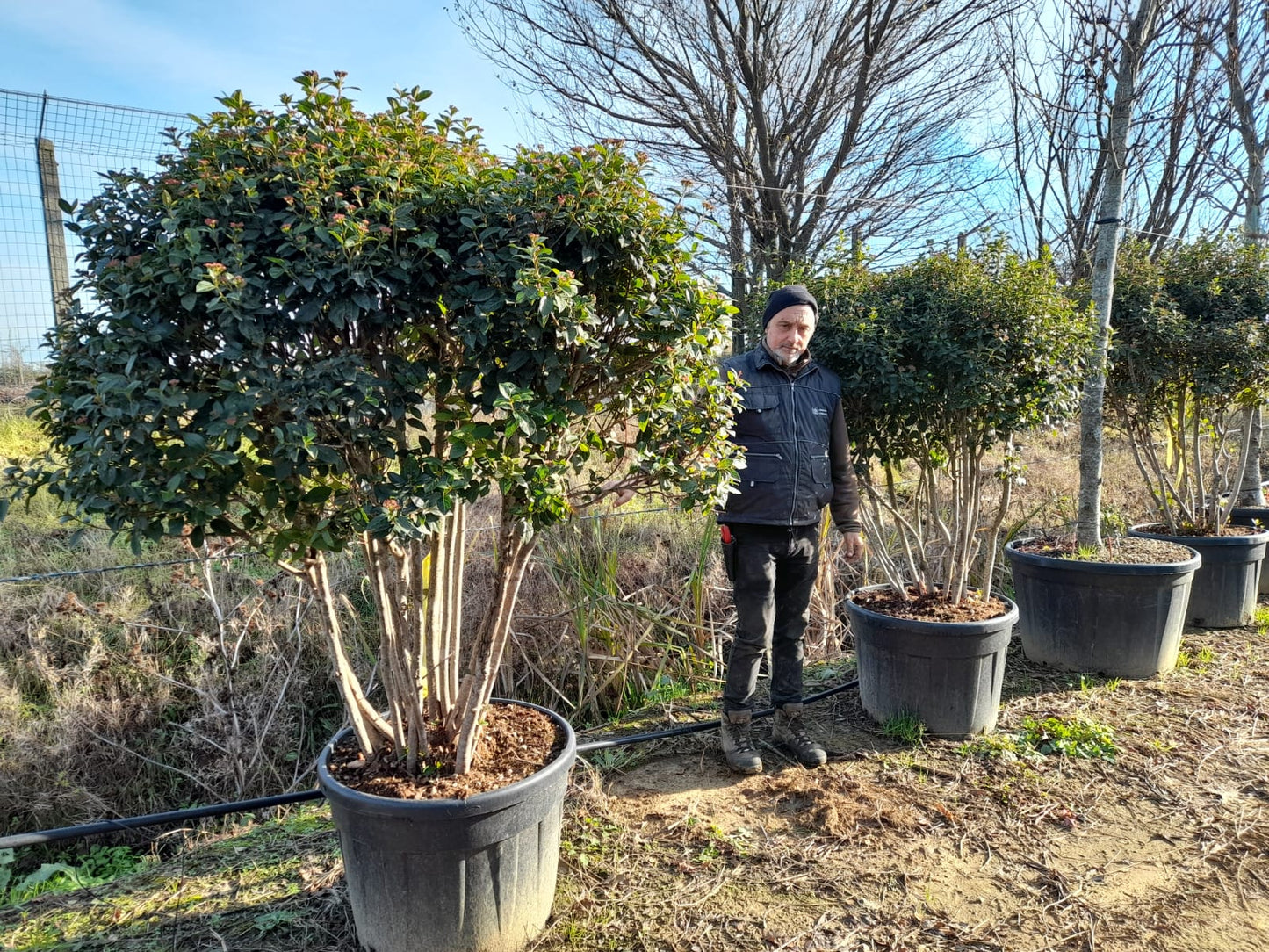 Viburnum tinus - Multistem
